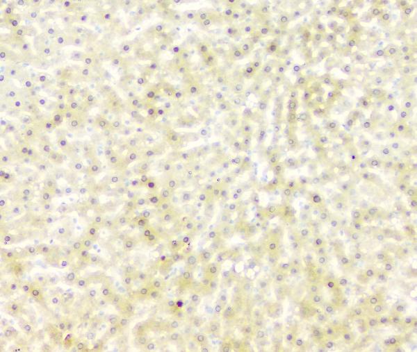 2 - Anti-FH Antibody Picoband™ (monoclonal, 9D8) ABO14823