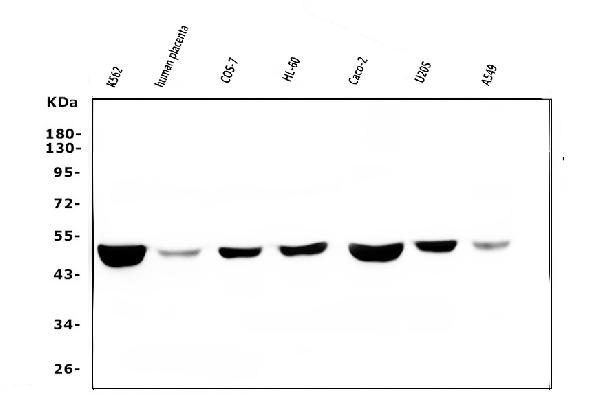 1 - Anti-FH Antibody Picoband™ (monoclonal, 9D8) ABO14823