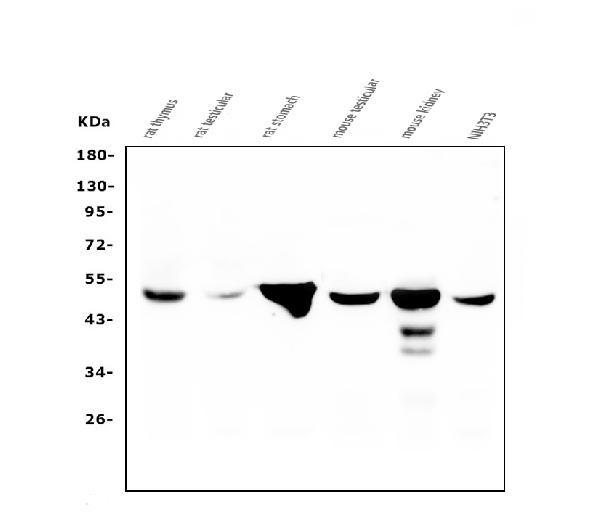 1 - Anti-FH Antibody Picoband™ (monoclonal, 9D8) ABO14823