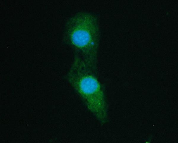 3 - Anti-SHP2/PTPN11 Antibody Picoband™ (monoclonal, 2E6) ABO14824