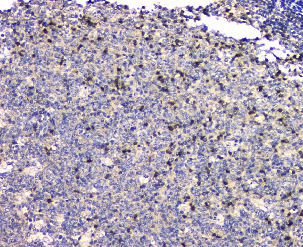 2 - Anti-SHP2/PTPN11 Antibody Picoband™ (monoclonal, 2E6) ABO14824