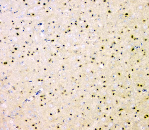 2 - Anti-SHP2/PTPN11 Antibody Picoband™ (monoclonal, 2E6) ABO14824