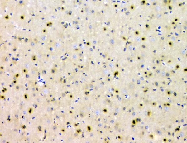 2 - Anti-SHP2/PTPN11 Antibody Picoband™ (monoclonal, 2E6) ABO14824