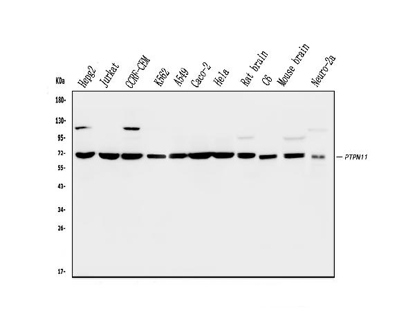 1 - Anti-SHP2/PTPN11 Antibody Picoband™ (monoclonal, 2E6) ABO14824