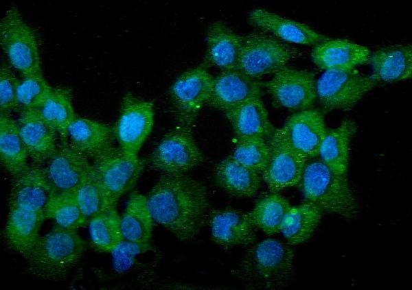 3 - Anti-WWOX Antibody Picoband™ (monoclonal, 3D10) ABO14825