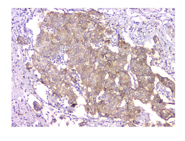 2 - Anti-WWOX Antibody Picoband™ (monoclonal, 3D10) ABO14825