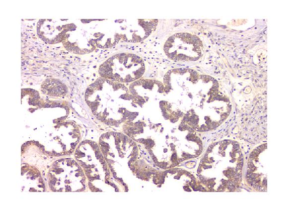 2 - Anti-WWOX Antibody Picoband™ (monoclonal, 3D10) ABO14825
