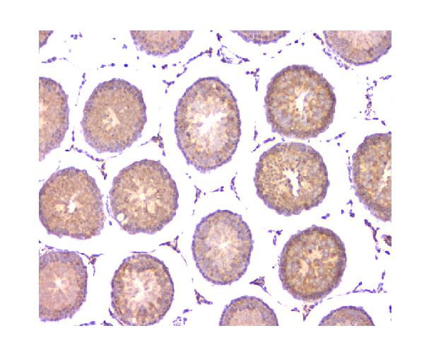 2 - Anti-WWOX Antibody Picoband™ (monoclonal, 3D10) ABO14825