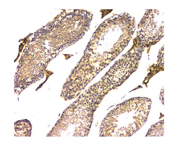2 - Anti-WWOX Antibody Picoband™ (monoclonal, 3D10) ABO14825