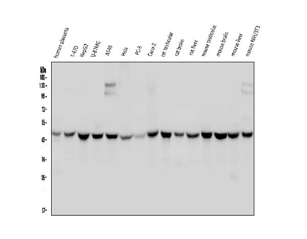 1 - Anti-WWOX Antibody Picoband™ (monoclonal, 3D10) ABO14825