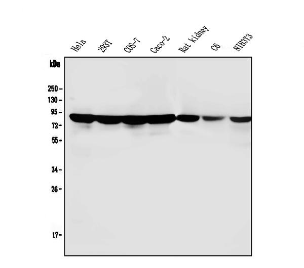 1 - Anti-PARN Antibody Picoband™ (monoclonal, 11D8) ABO14826
