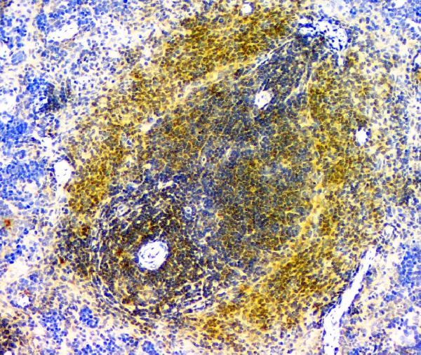 2 - Anti-EIF6 Antibody Picoband™ (monoclonal, 2I11) ABO14828