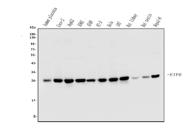 1 - Anti-EIF6 Antibody Picoband™ (monoclonal, 2I11) ABO14828