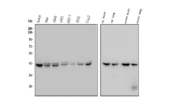 1 - Anti-GNAQ Antibody Picoband™ (monoclonal, 13H4) ABO14829