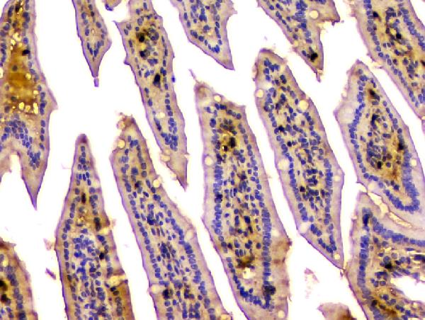 2 - Anti-CA2 Antibody Picoband™ (monoclonal, 10E11) ABO14830