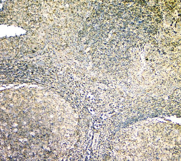 2 - Anti-ARA9/AIP Antibody Picoband™ (monoclonal, 10G8) ABO14831