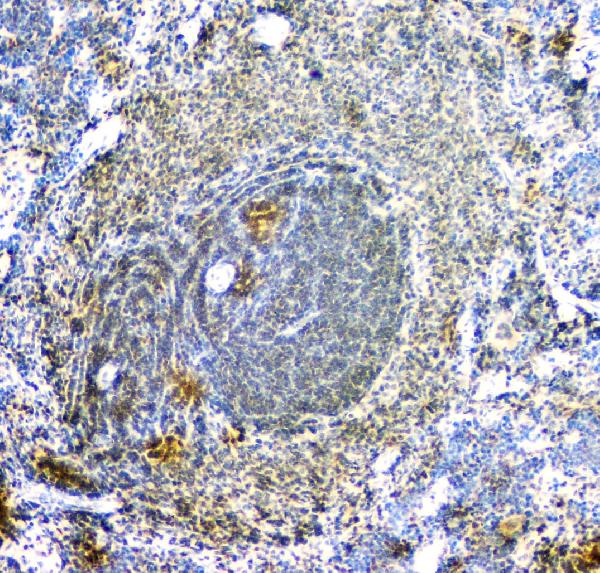 2 - Anti-ARA9/AIP Antibody Picoband™ (monoclonal, 10G8) ABO14831
