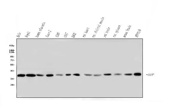 1 - Anti-ARA9/AIP Antibody Picoband™ (monoclonal, 10G8) ABO14831