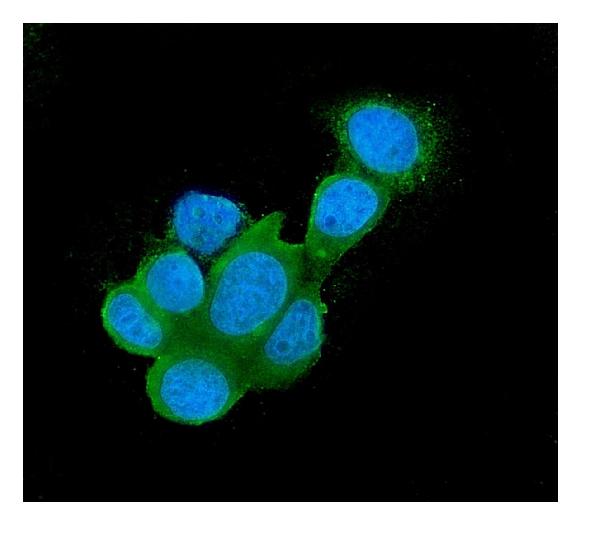 3 - Anti-Galectin 3/LGALS3 Antibody Picoband™ (monoclonal, 12B12) ABO14834