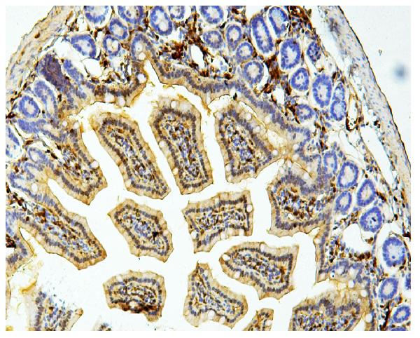 2 - Anti-Galectin 3/LGALS3 Antibody Picoband™ (monoclonal, 12B12) ABO14834
