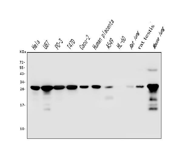 1 - Anti-Galectin 3/LGALS3 Antibody Picoband™ (monoclonal, 12B12) ABO14834