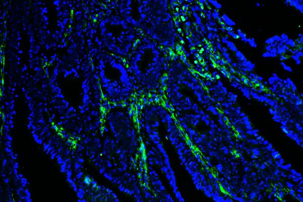 3 - Anti-Caveolin-1/CAV1 Antibody Picoband™ (monoclonal, 12C7) ABO14835
