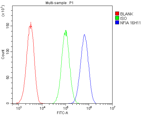1 - Anti-NFIA Antibody Picoband™ (monoclonal, 16H11) ABO14836