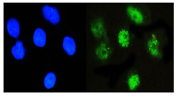 3 - Anti-NFIA Antibody Picoband™ (monoclonal, 16H11) ABO14836