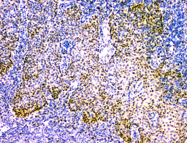 2 - Anti-NFIA Antibody Picoband™ (monoclonal, 16H11) ABO14836