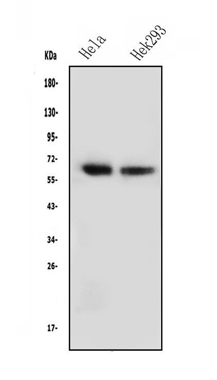 1 - Anti-NFIA Antibody Picoband™ (monoclonal, 16H11) ABO14836