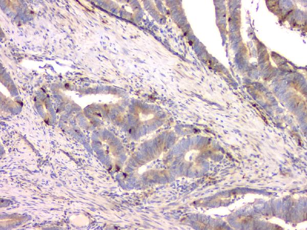 2 - Anti-Cystatin C/CST3 Antibody Picoband™ (monoclonal, 4H8) ABO14837