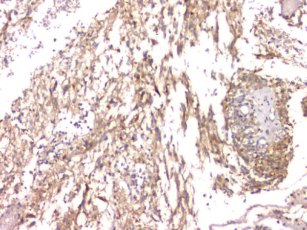 2 - Anti-Cystatin C/CST3 Antibody Picoband™ (monoclonal, 4H8) ABO14837