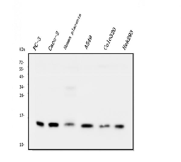 1 - Anti-Cystatin C/CST3 Antibody Picoband™ (monoclonal, 4H8) ABO14837