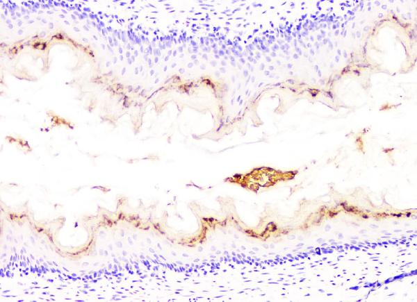 2 - Anti-DHFR Antibody Picoband™ (monoclonal, 3C8) ABO14841