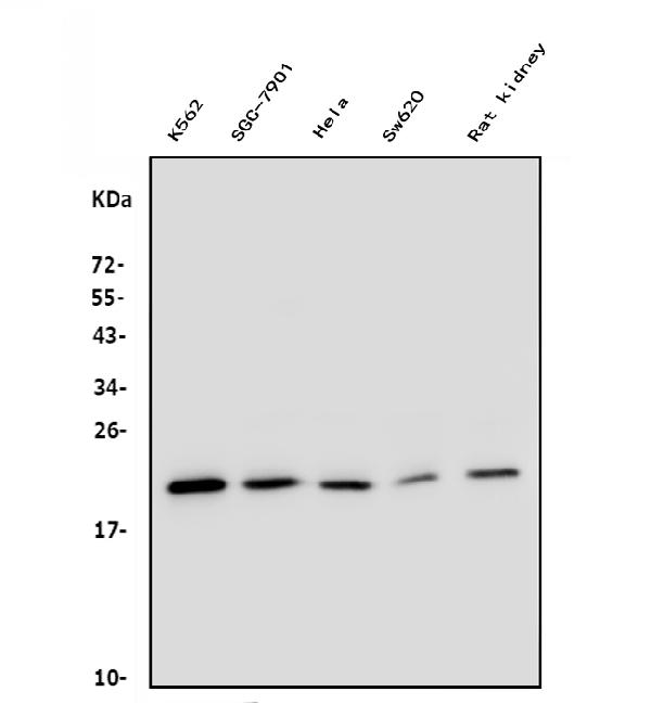 1 - Anti-DHFR Antibody Picoband™ (monoclonal, 3C8) ABO14841
