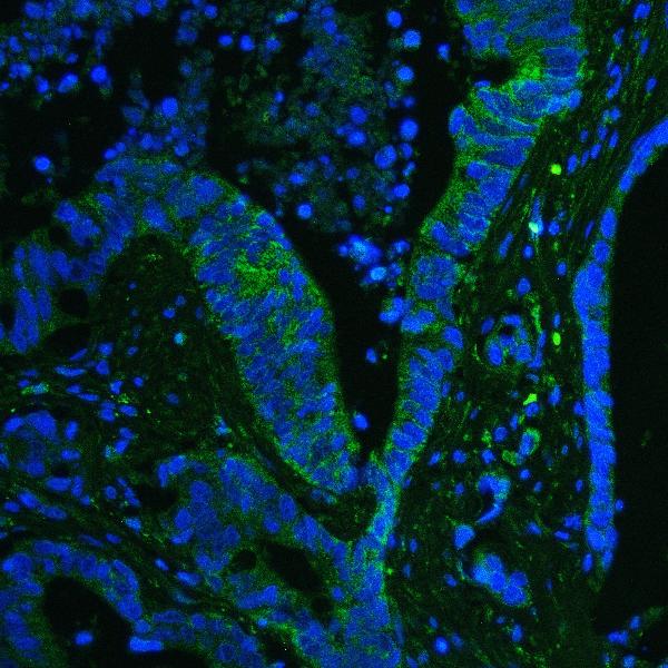 3 - Anti-GPX1 Antibody Picoband™ (monoclonal, 8B10) ABO14842