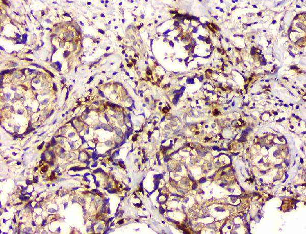 2 - Anti-GPX1 Antibody Picoband™ (monoclonal, 8B10) ABO14842