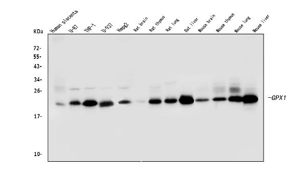 1 - Anti-GPX1 Antibody Picoband™ (monoclonal, 8B10) ABO14842