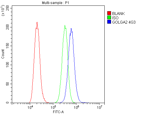 1 - Anti-GM130 GOLGA2 Antibody Picoband™ (monoclonal, 4G3) ABO14843