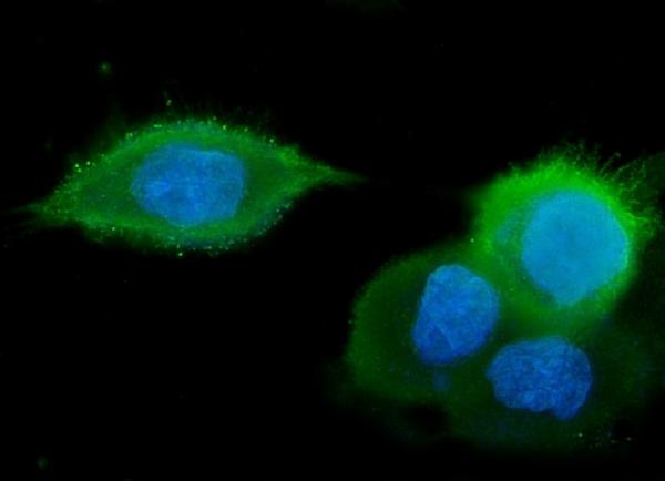 3 - Anti-GM130 GOLGA2 Antibody Picoband™ (monoclonal, 4G3) ABO14843