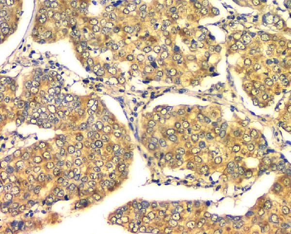 2 - Anti-GM130 GOLGA2 Antibody Picoband™ (monoclonal, 4G3) ABO14843