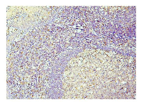 2 - Anti-Caspase-3 Antibody Picoband™ (monoclonal, 8B6) ABO14844