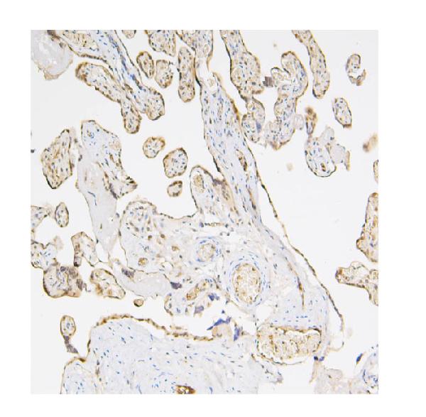 2 - Anti-Caspase-3 Antibody Picoband™ (monoclonal, 8B6) ABO14844