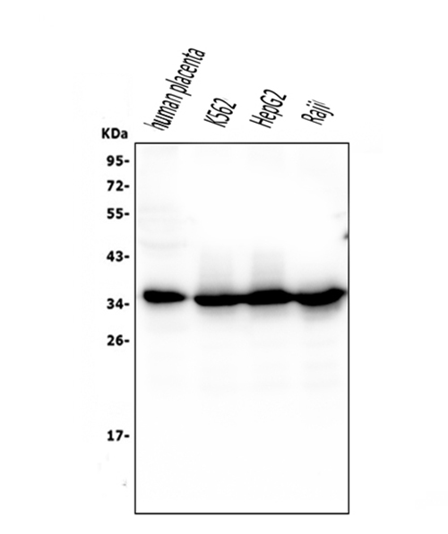 1 - Anti-Caspase-3 Antibody Picoband™ (monoclonal, 8B6) ABO14844
