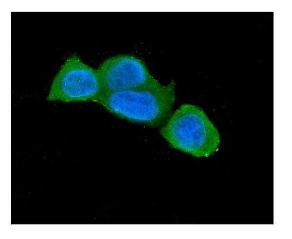 3 - Anti-Caspase-3 Antibody Picoband™ (monoclonal, 15G8) ABO14845