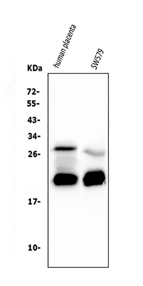 1 - Anti-Caspase-3 Antibody Picoband™ (monoclonal, 15G8) ABO14845