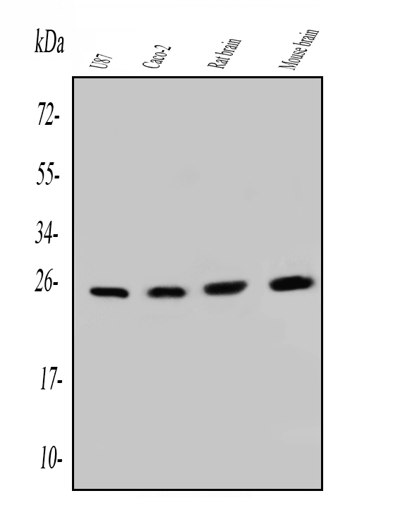 1 - Anti-SNRPN Antibody Picoband™ (monoclonal, 6F12) ABO14846