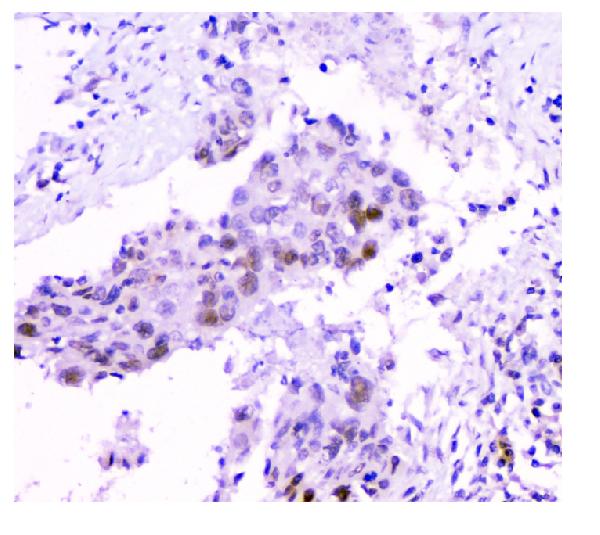 2 - Anti-HAUSP/USP7 Antibody Picoband™ (monoclonal, 5E2) ABO14847