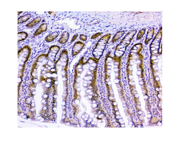 2 - Anti-HAUSP/USP7 Antibody Picoband™ (monoclonal, 5E2) ABO14847