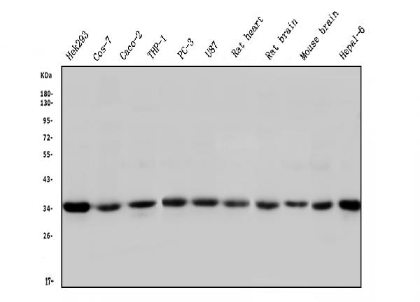 1 - Anti-STUB1 Antibody Picoband™ (monoclonal, 13I8) ABO14848